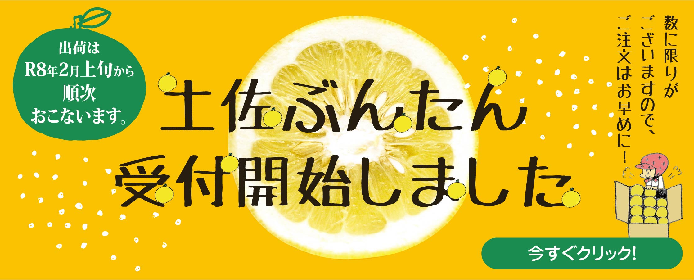  土佐文旦販売開始